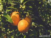 南京众高建筑装饰工程有限公司